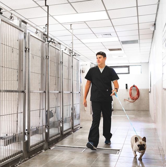 Pet Lodging Service in Lakeland FL